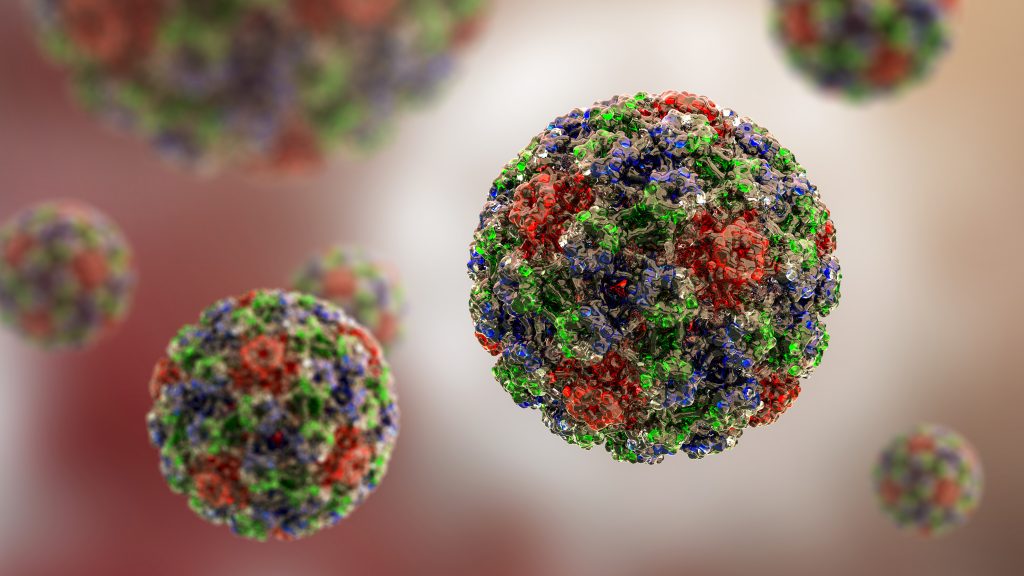 Human papillomavirus, molecular model